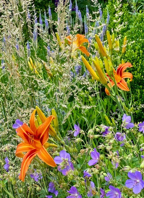 small light purple flowers next to large bright orange flowers