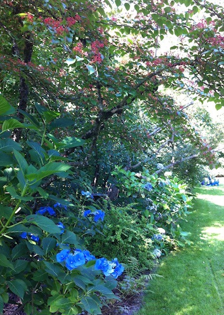 large shrubs with bright blue flowers