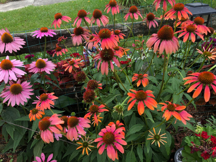 coneflowers in various shades of pink