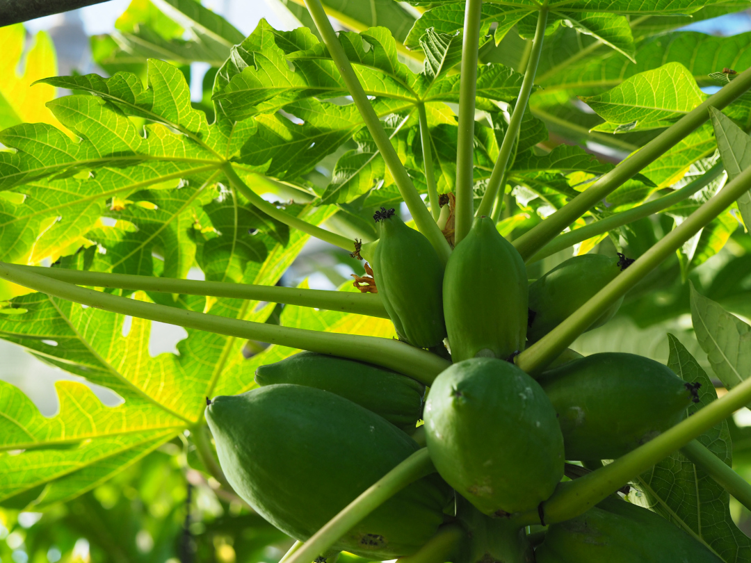 green papaya growing on a tree