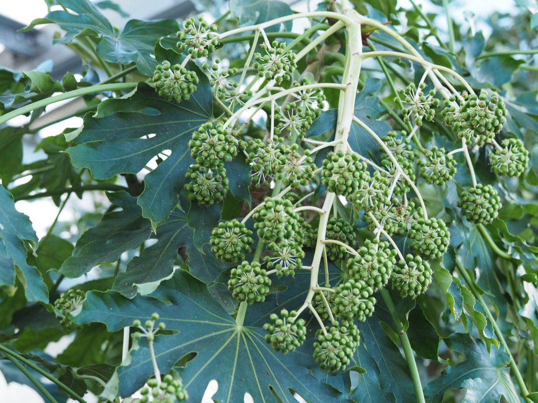 clusters of green berries on a plant