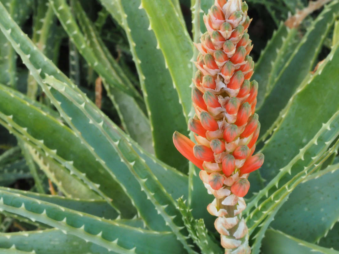 red flower on a succulent