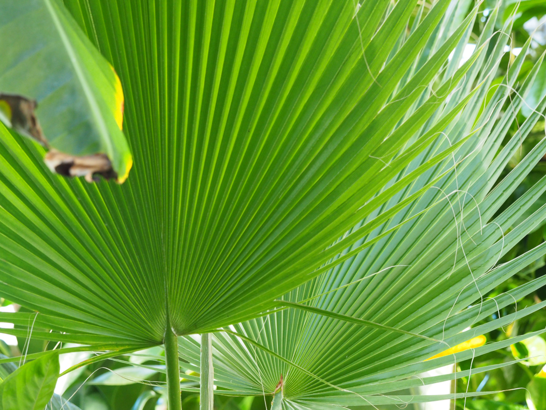 large palm leaves