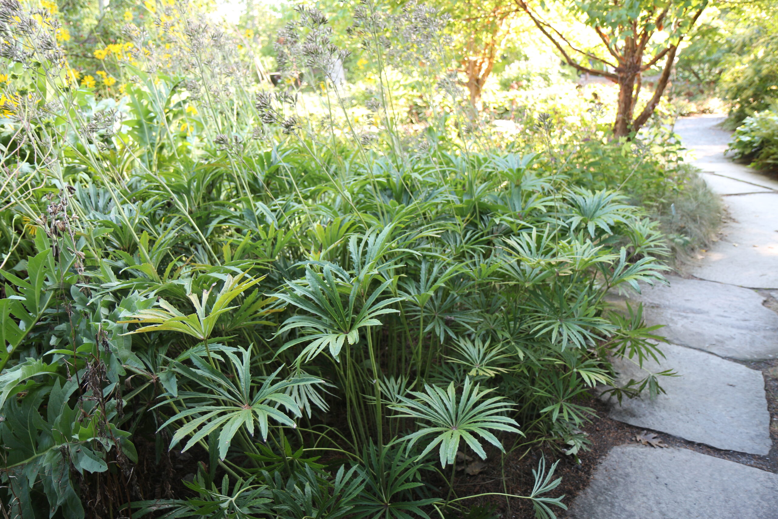 mass planting of large foliage plants