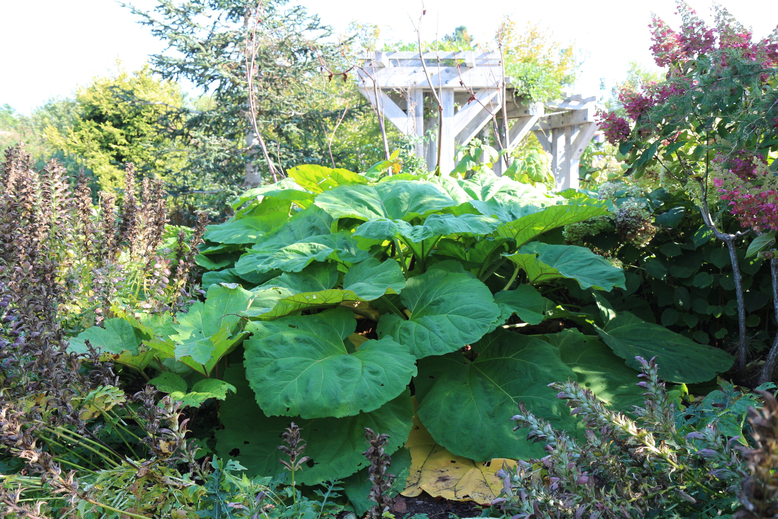 large plant with huge green leaves