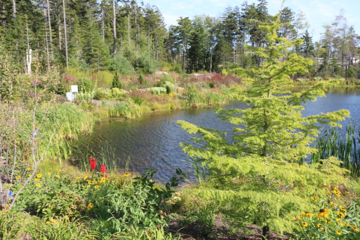 pond at Coastal Maine Botanical Garden