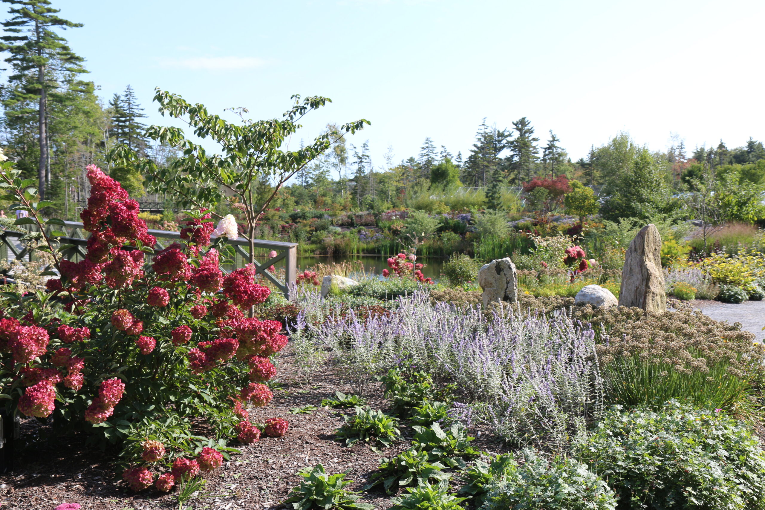 garden bed with a large dark pink hydrangea as the focal point