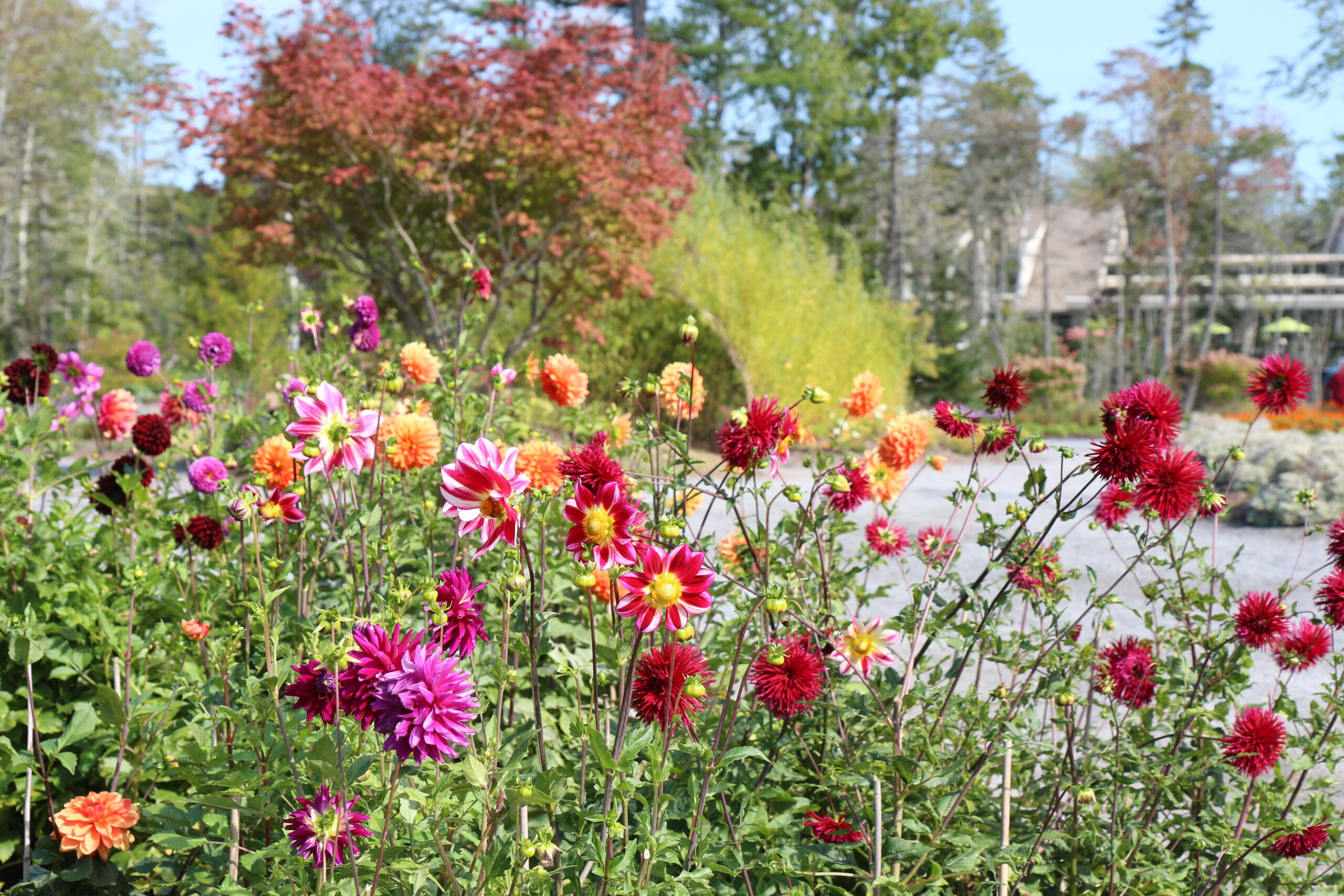 mass planting of various colored dahlia flowers