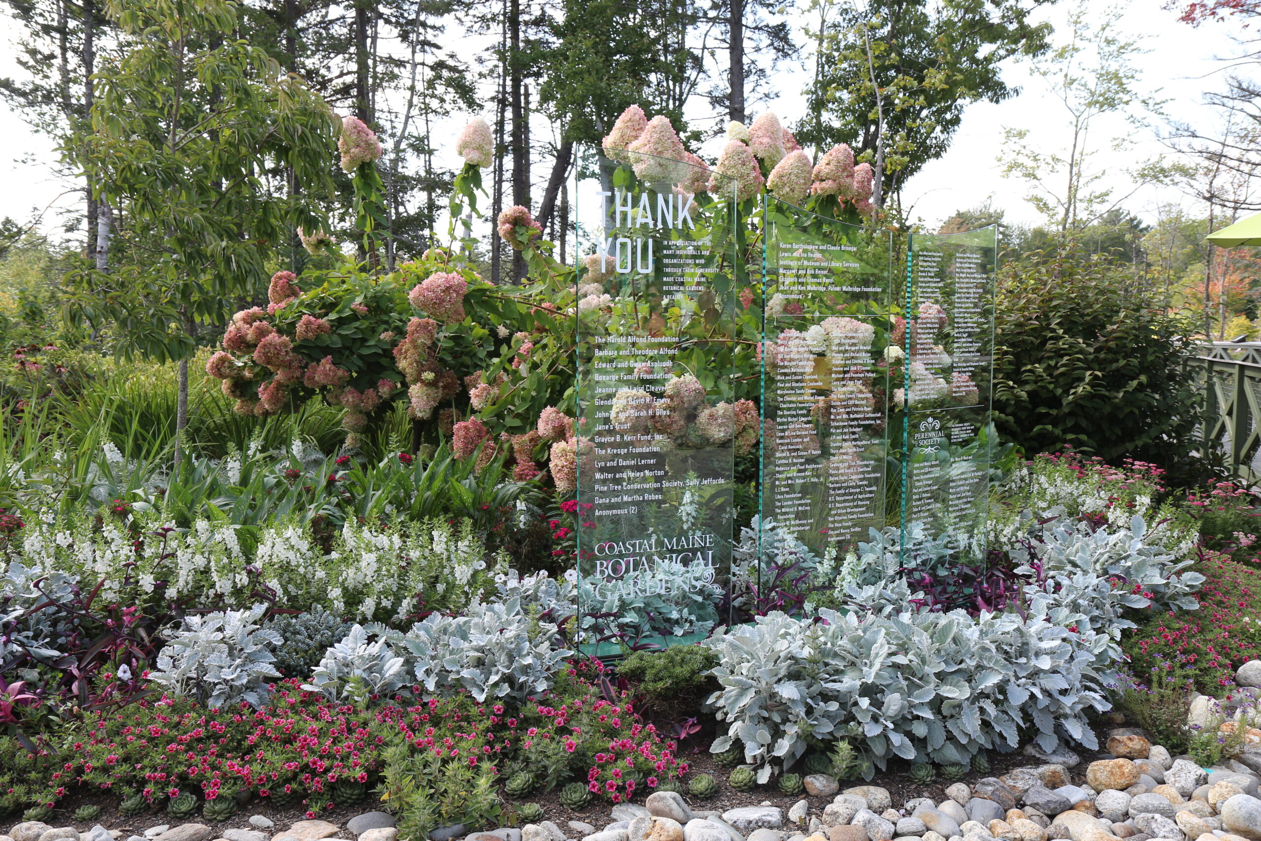 garden bed with pink flowers and silver foliage plants