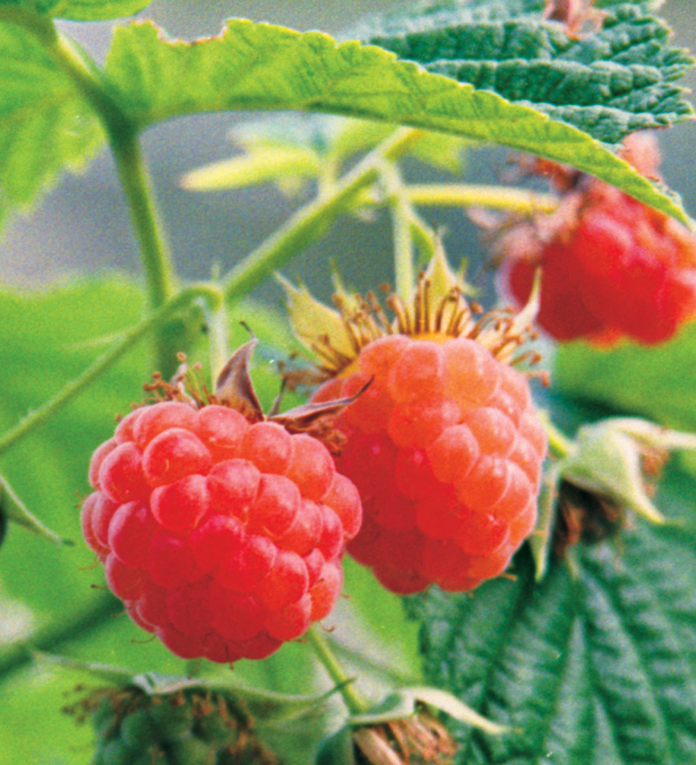 raspberry tree fruit