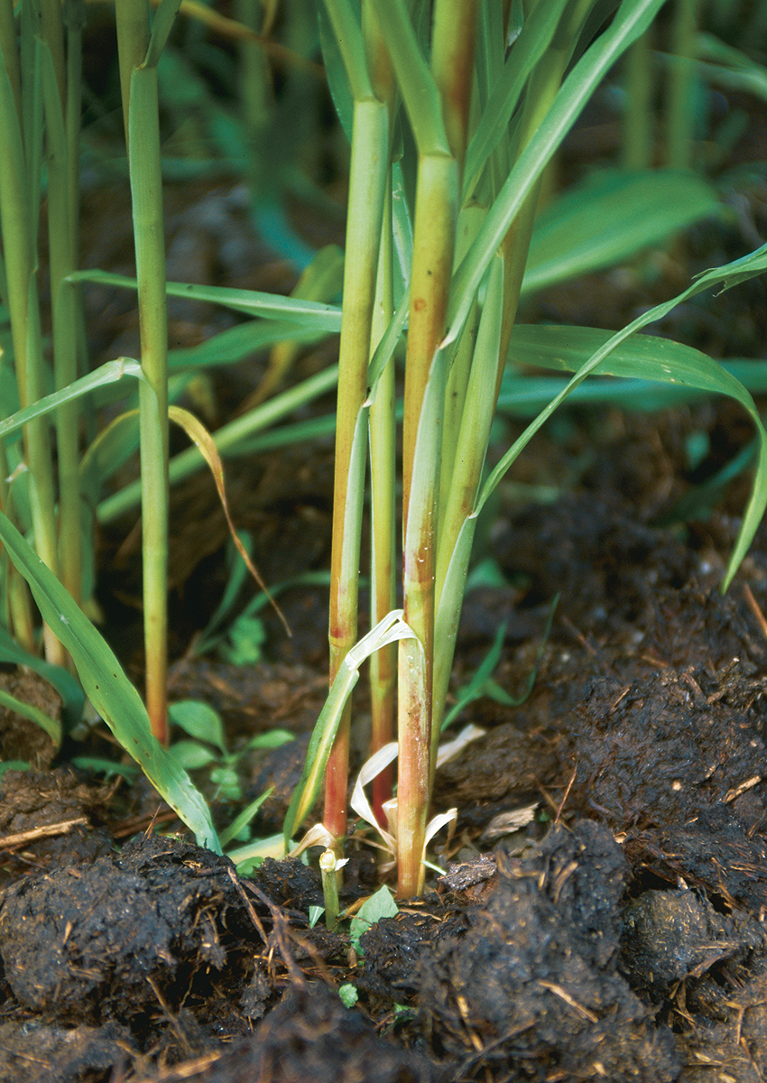 corn plant in the ground