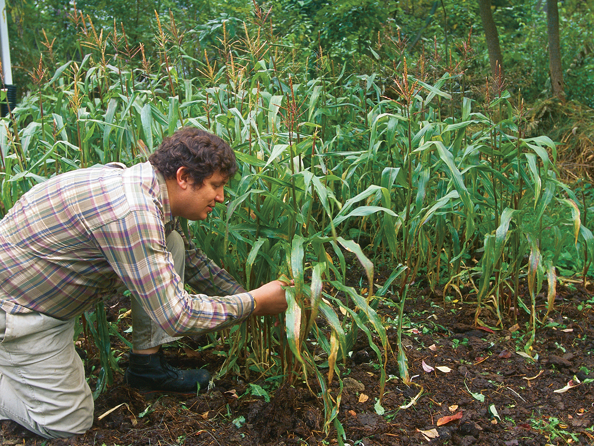 small plot of corn plants