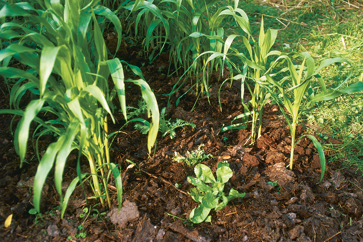 spinach plant in the same bed as corn plants