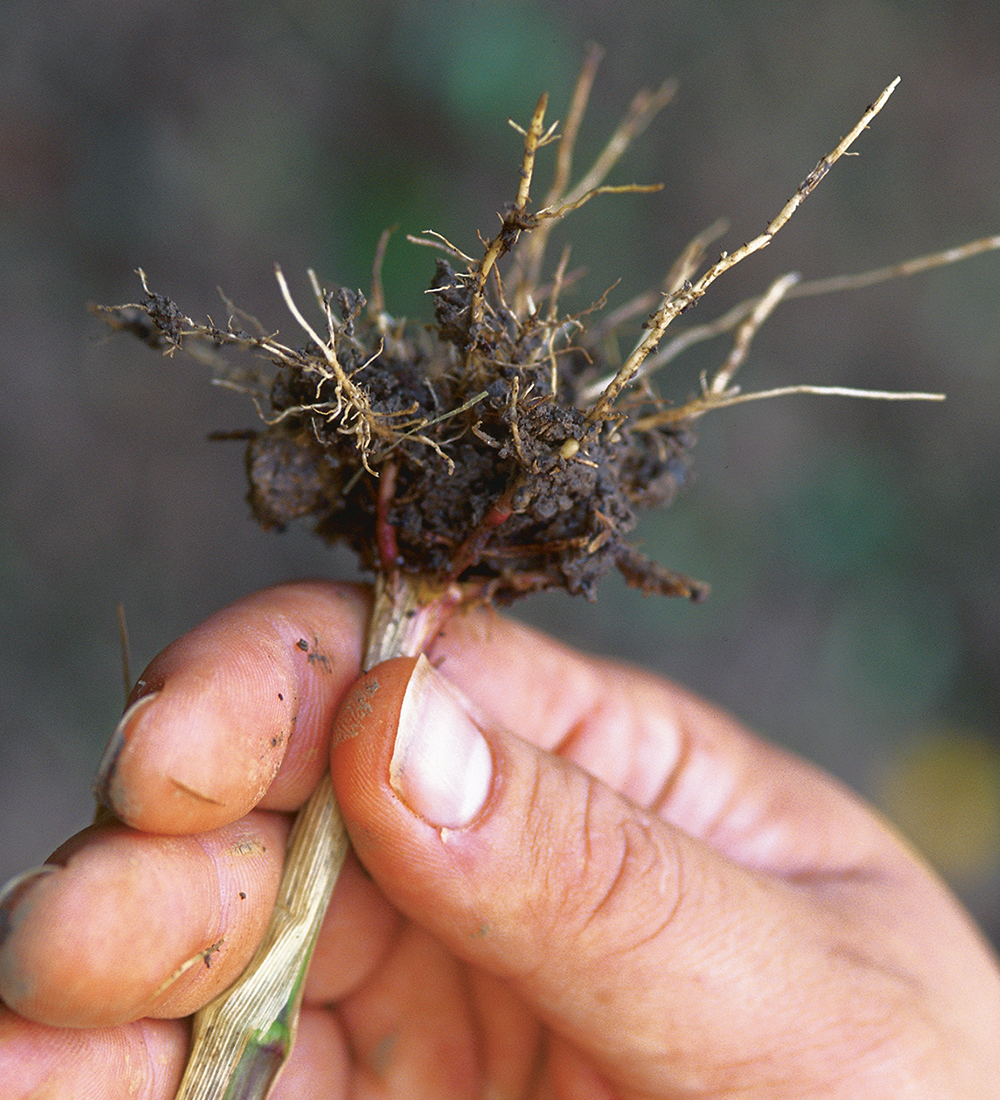 root system of a corn plant