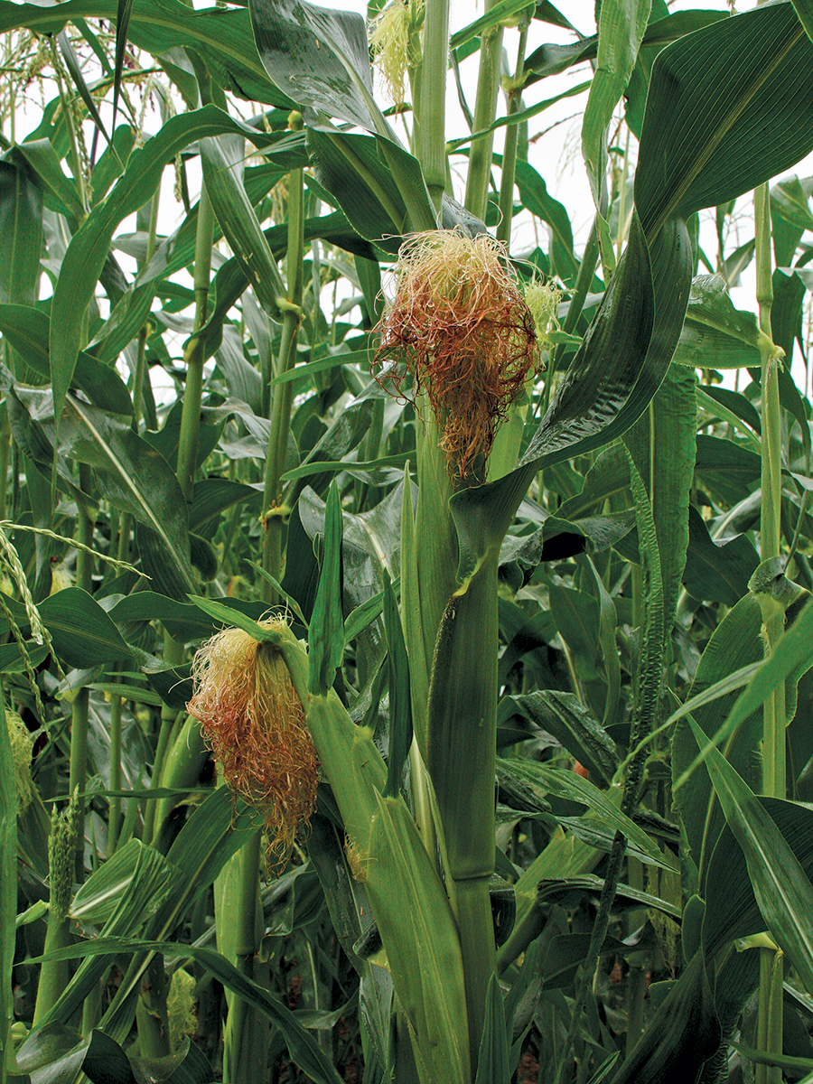 corn ripe for harvest