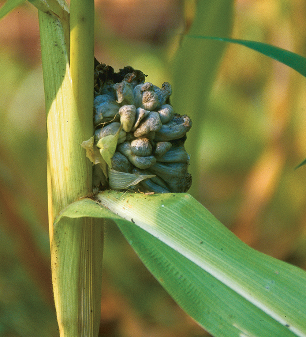 corn kernel with fungus