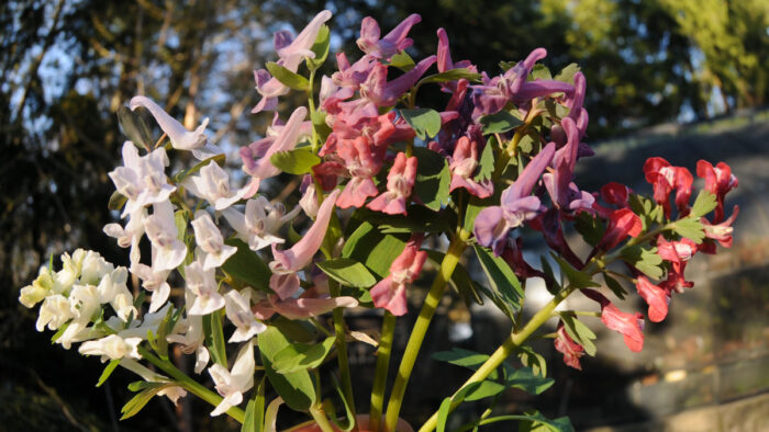 Fumewort flowers can range from white to pink to purple. Photo: Matt Mattus