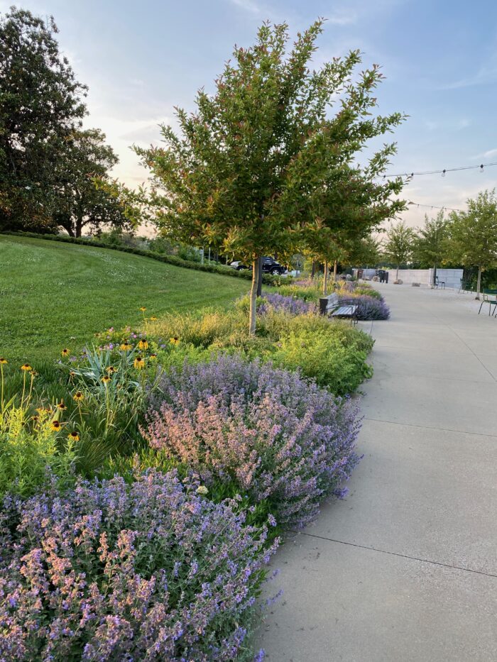 ‘Walker’s Low’ catmint has periwinkle-colored flowers that absolutely cover the plant in spring. Photo: Andy Pulte