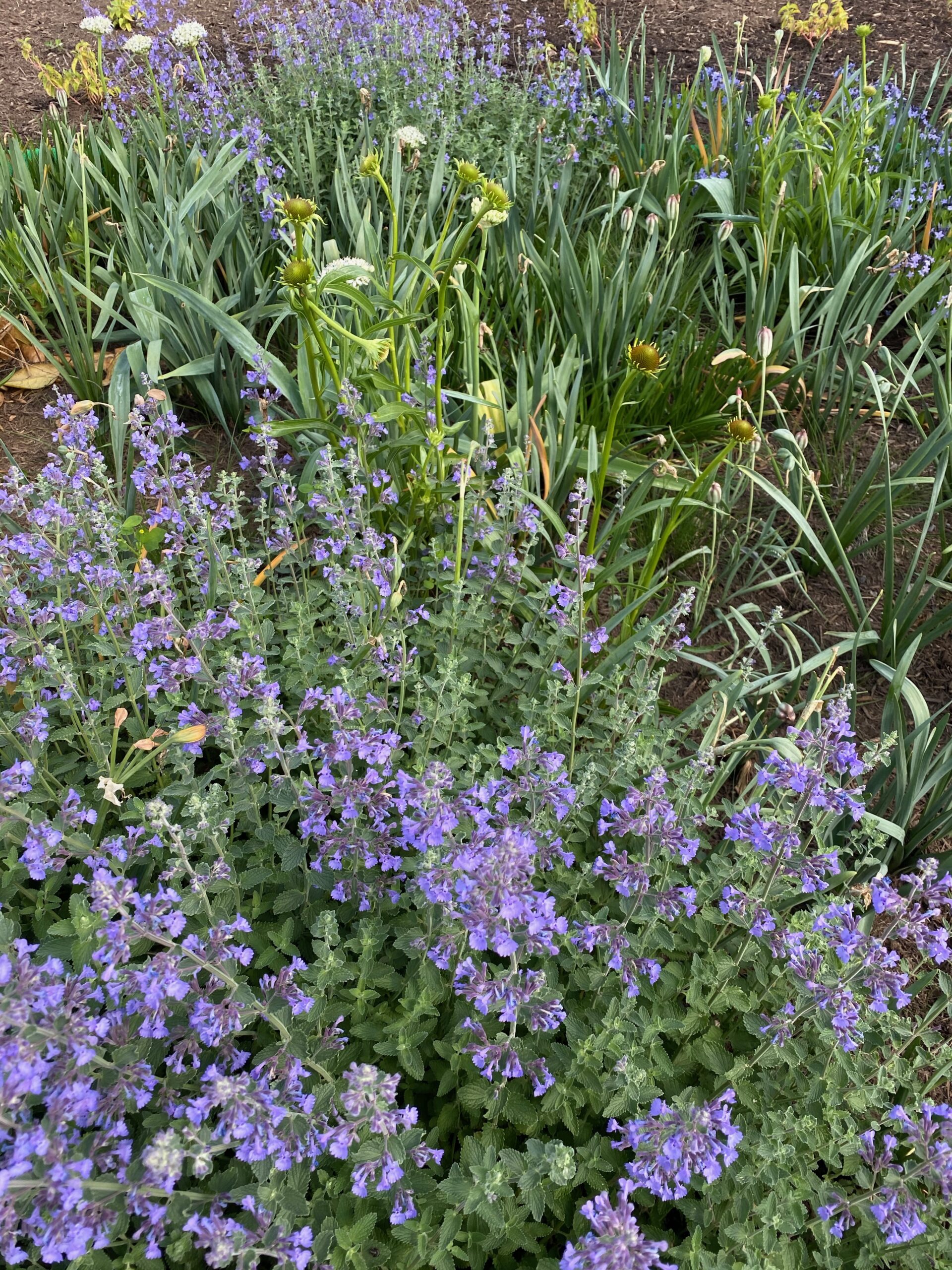 Lavender Plants  parkplaceperennials