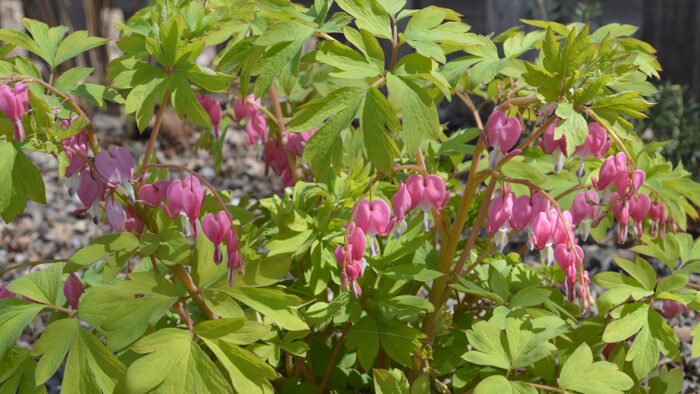 perennials for dry shade