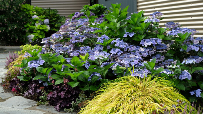 bigleaf hydrangea in a garden bed