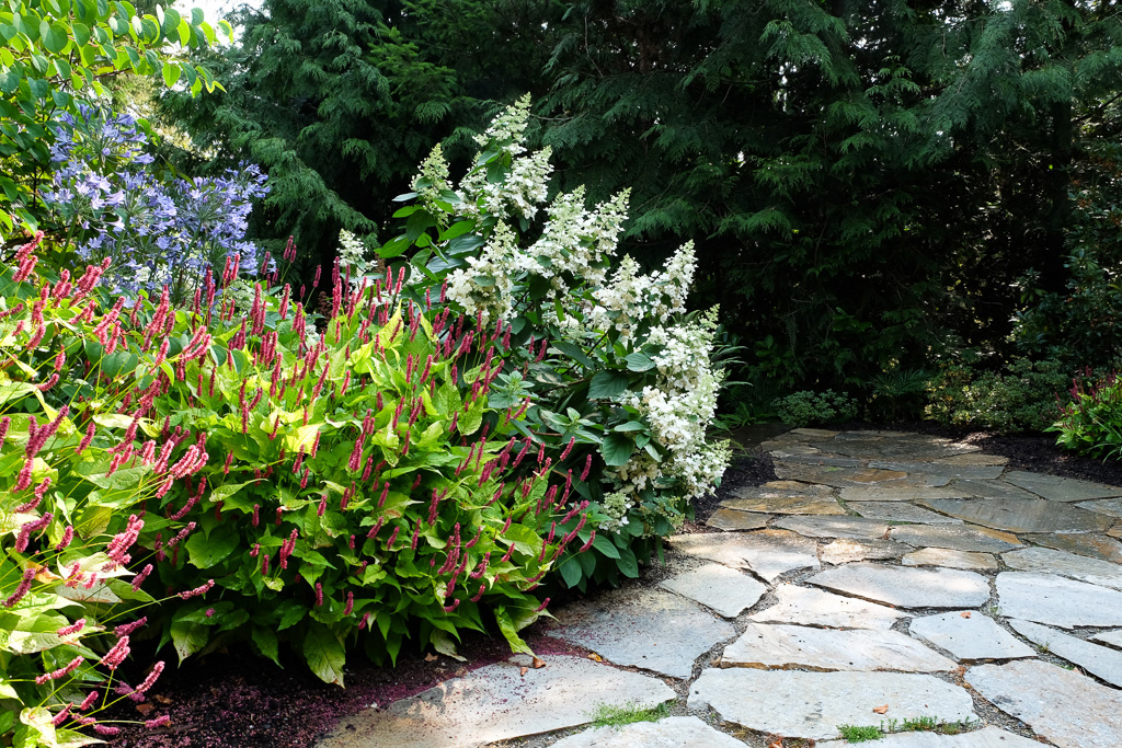 Hydrangeas in Flower Foam - SUCCESS!