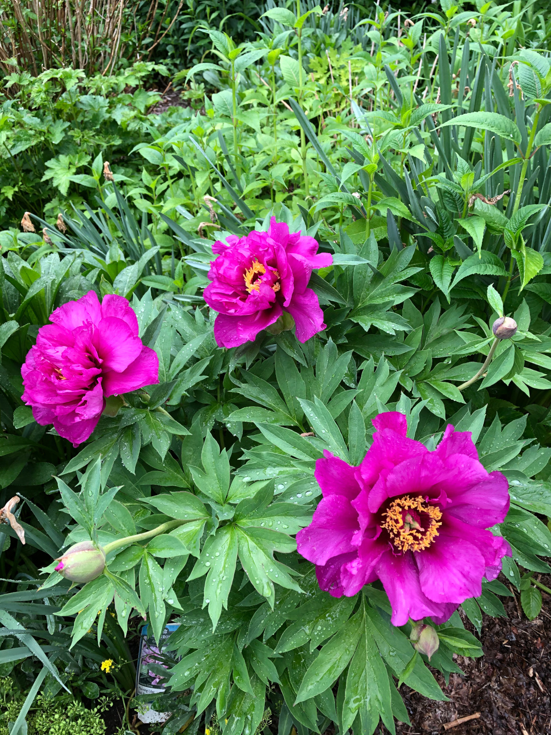 large deep pink peony flowers