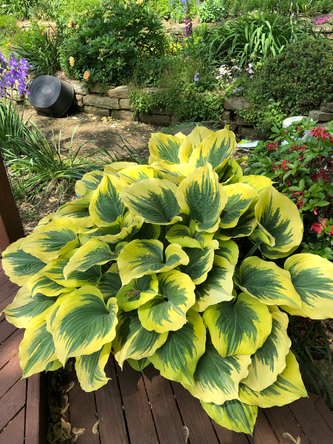 large hosta with lime green variegation