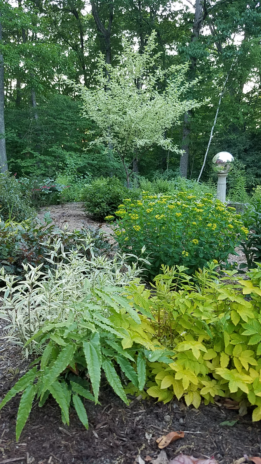 garden bed full of green plants