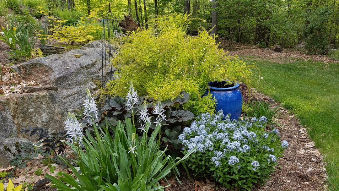 garden bed with chartreuse foliage and blue flowers