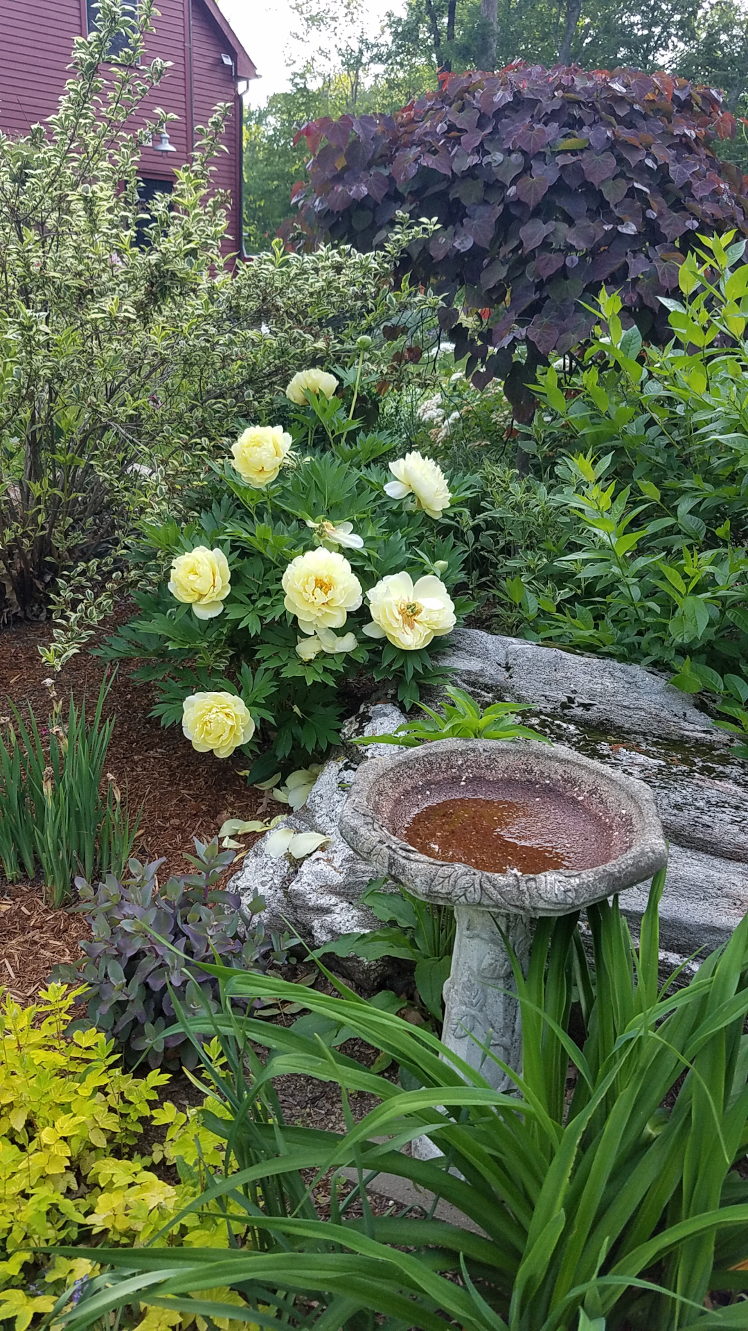 garden bed with bird bath, various foliage plants, and big yellow flowers