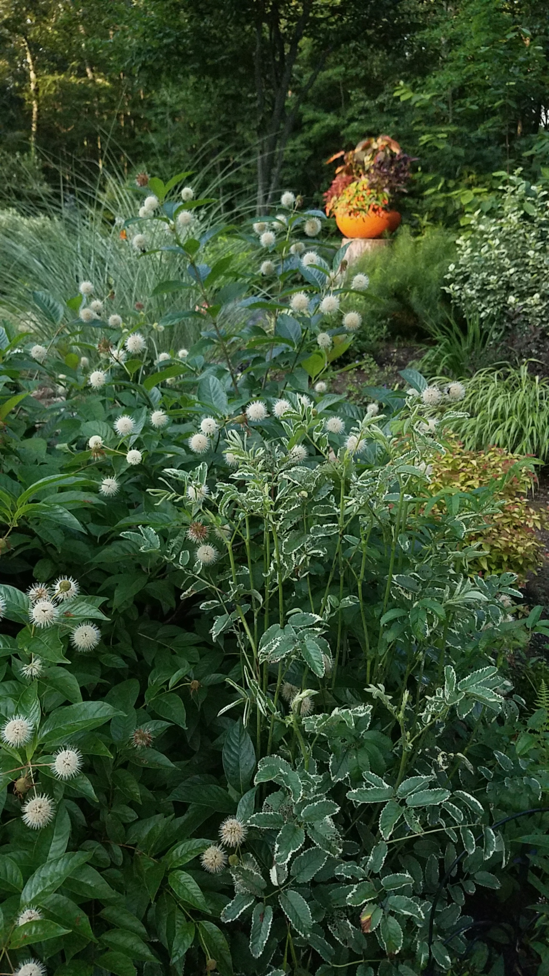 garden bed of green and white plants