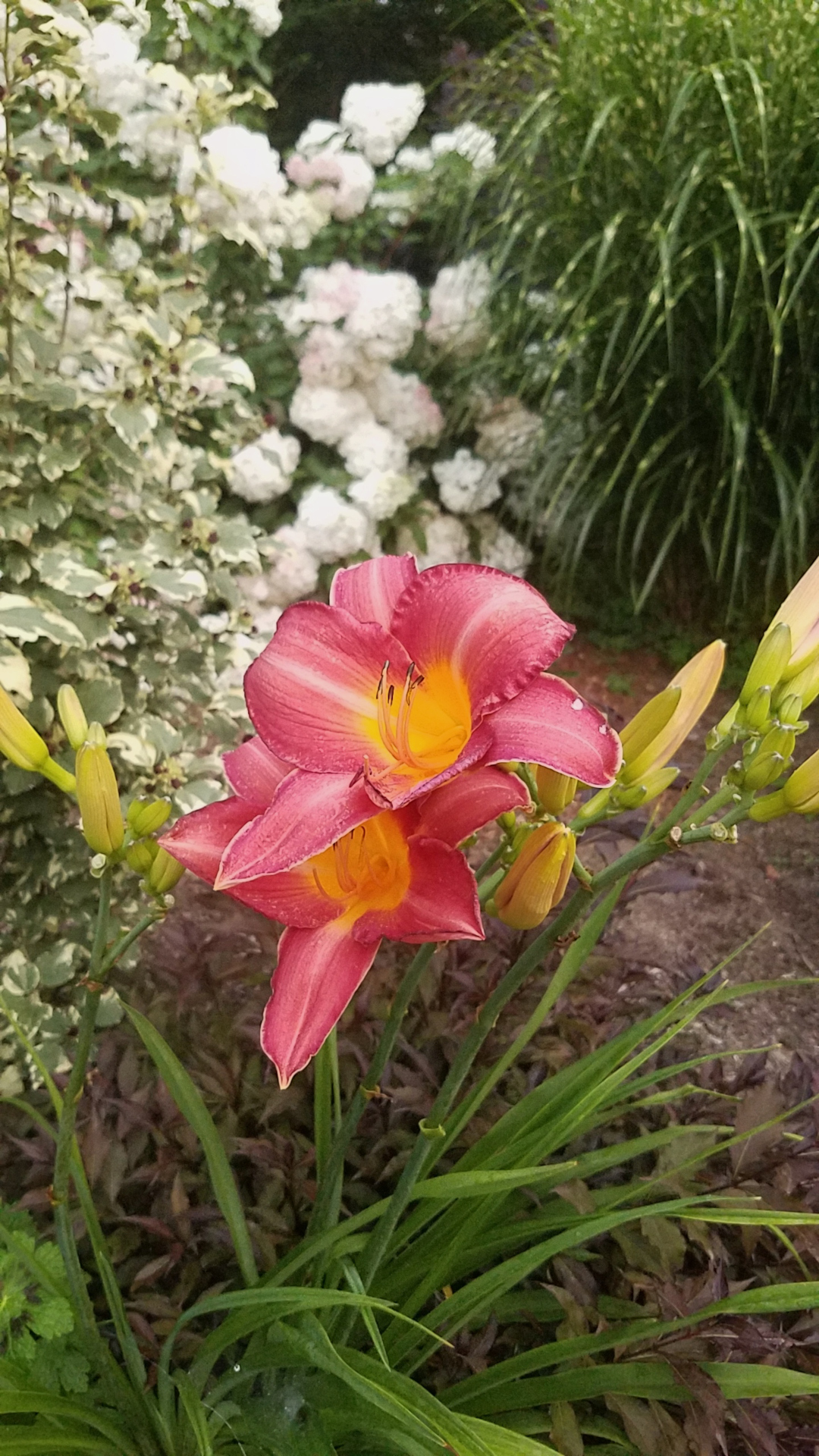 pink daylily flowers with white plants in the background