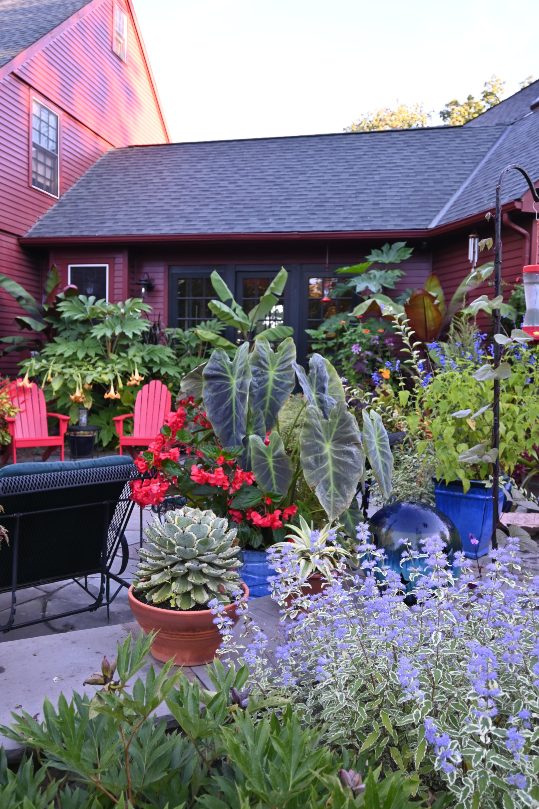 back patio full of tropical plants in containers