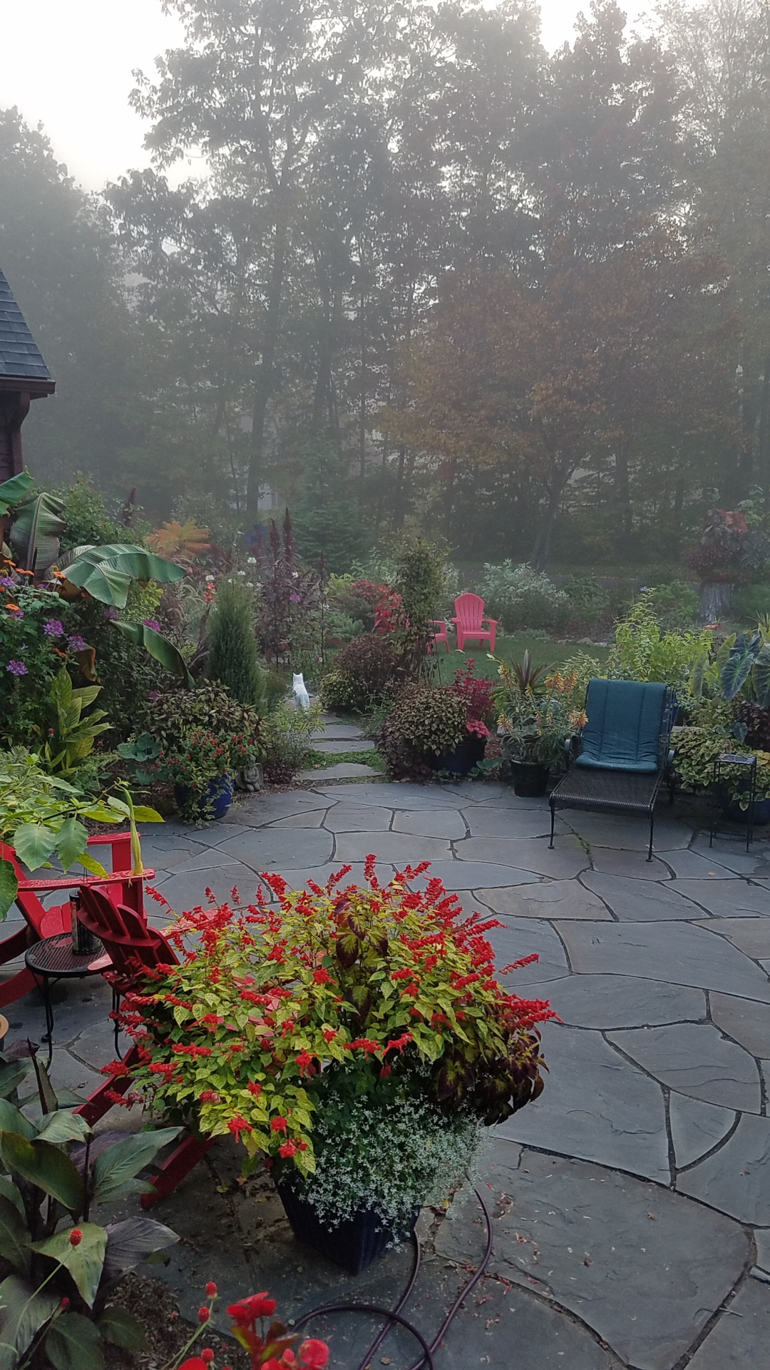 view of the garden from the patio on a foggy morning