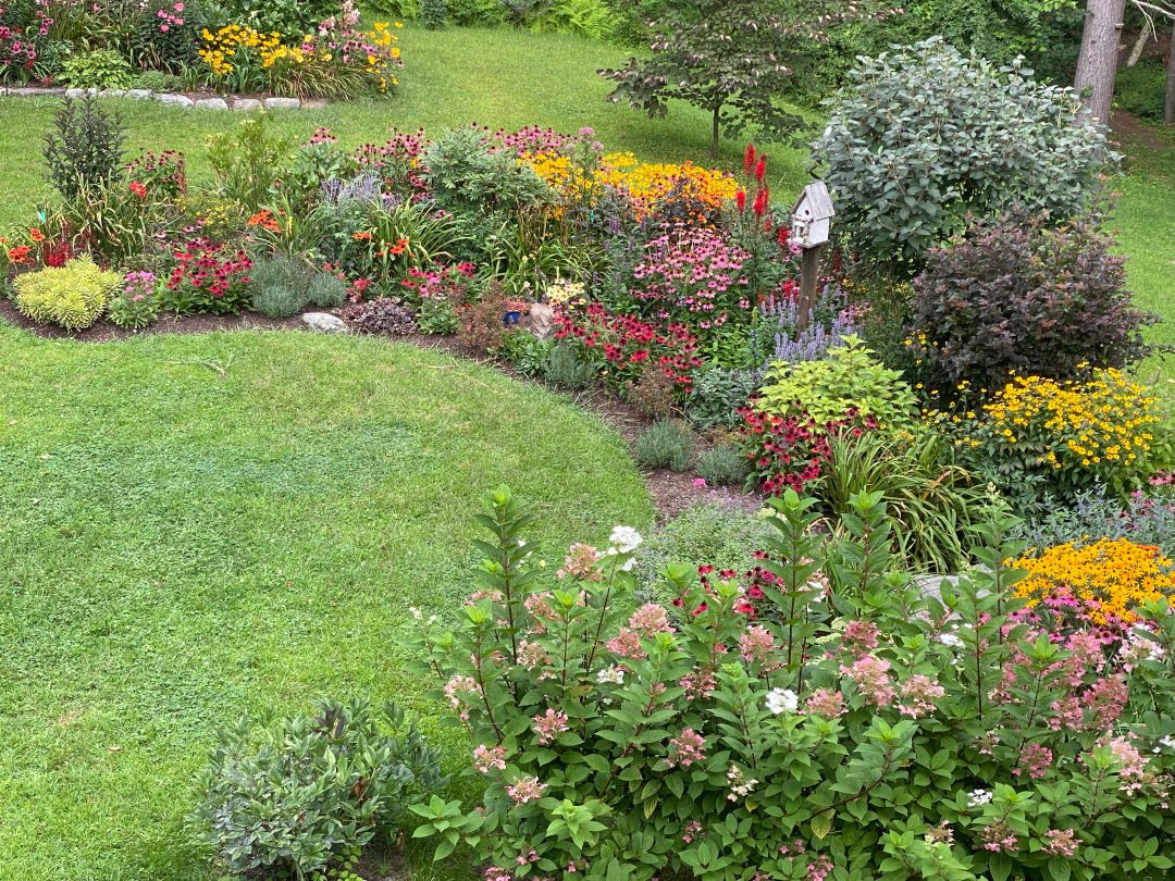 the garden today, full of flowers and color