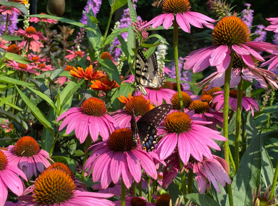 butterfly on purple coneflowers