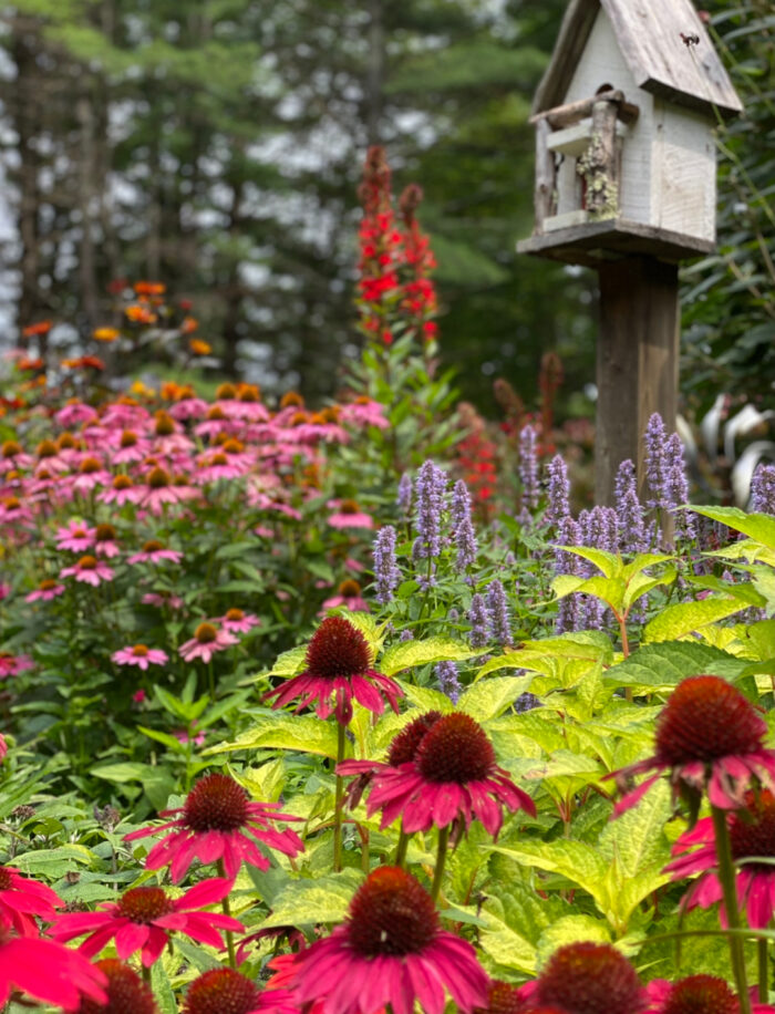 bright colored flowers and foliage in the garden