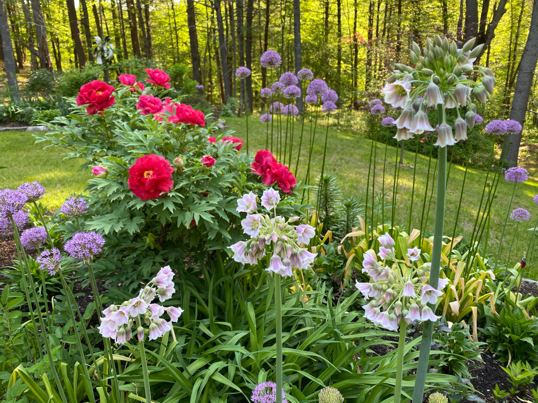 garden in spring with some lighter colored flowers