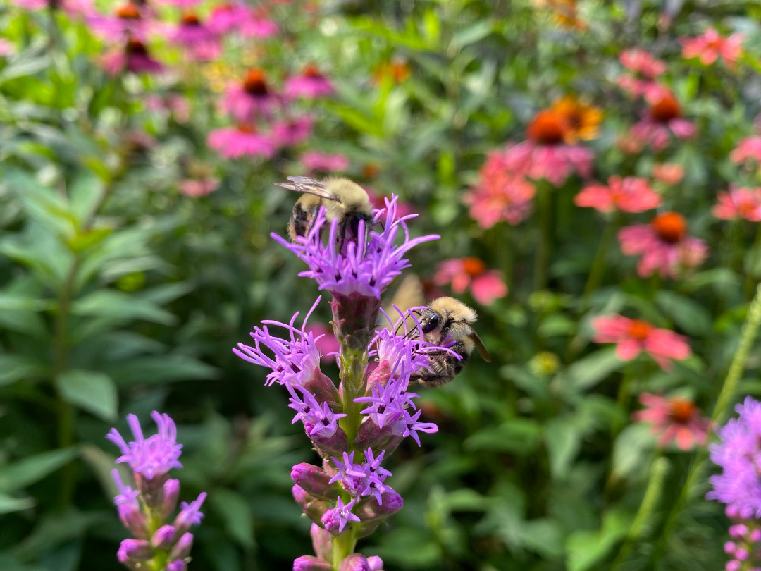 bumblebees on small, bright purple flowers