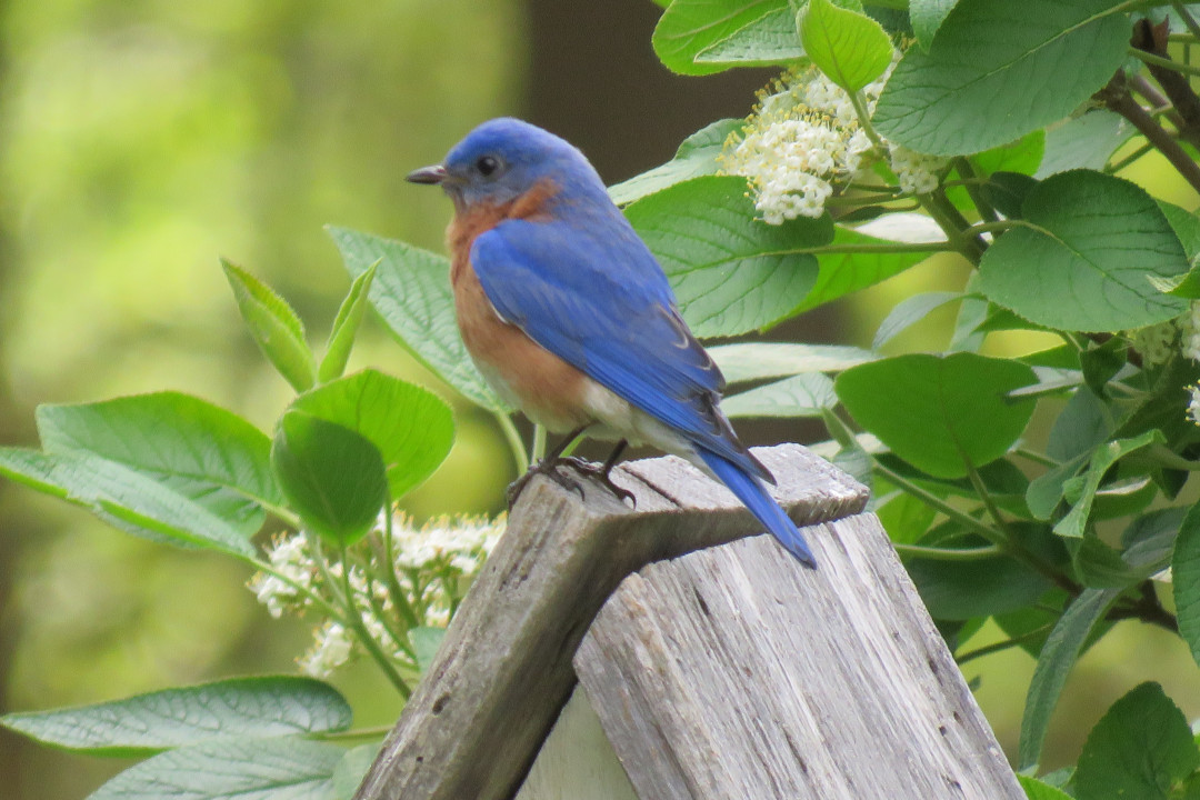 bluebird on top of a small birdhouse