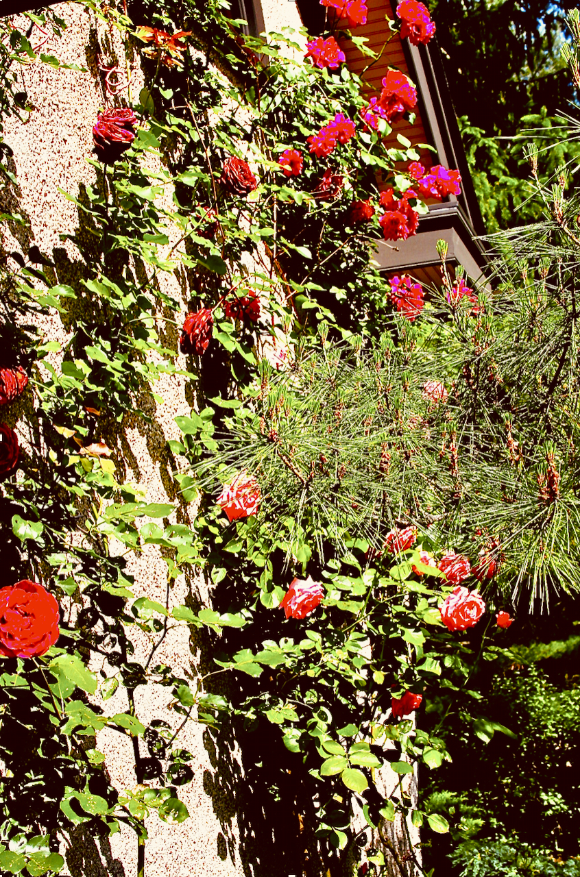 bright pink roses on the side of the house