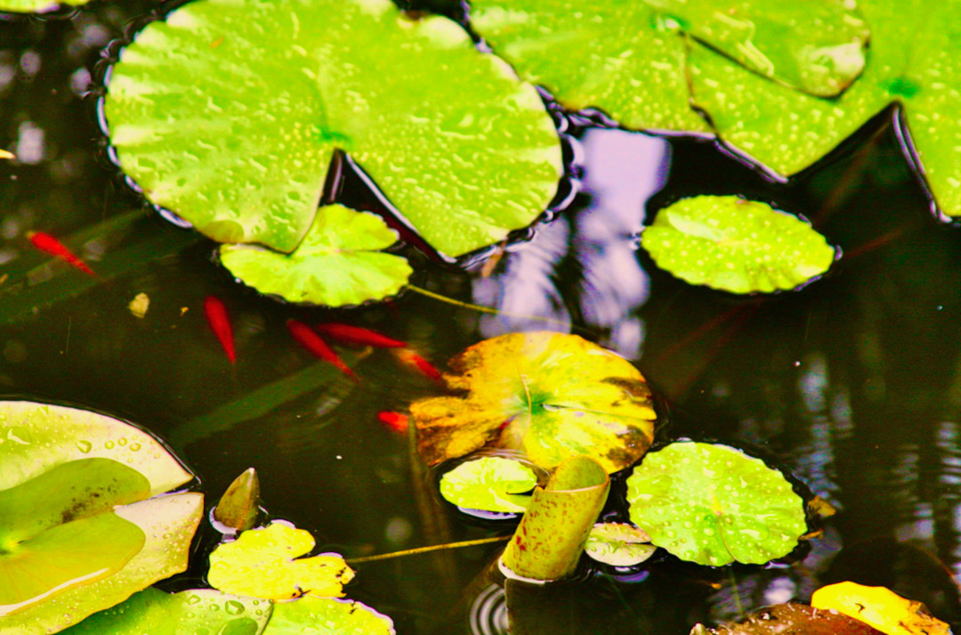 garden pond with lily pads and goldfish