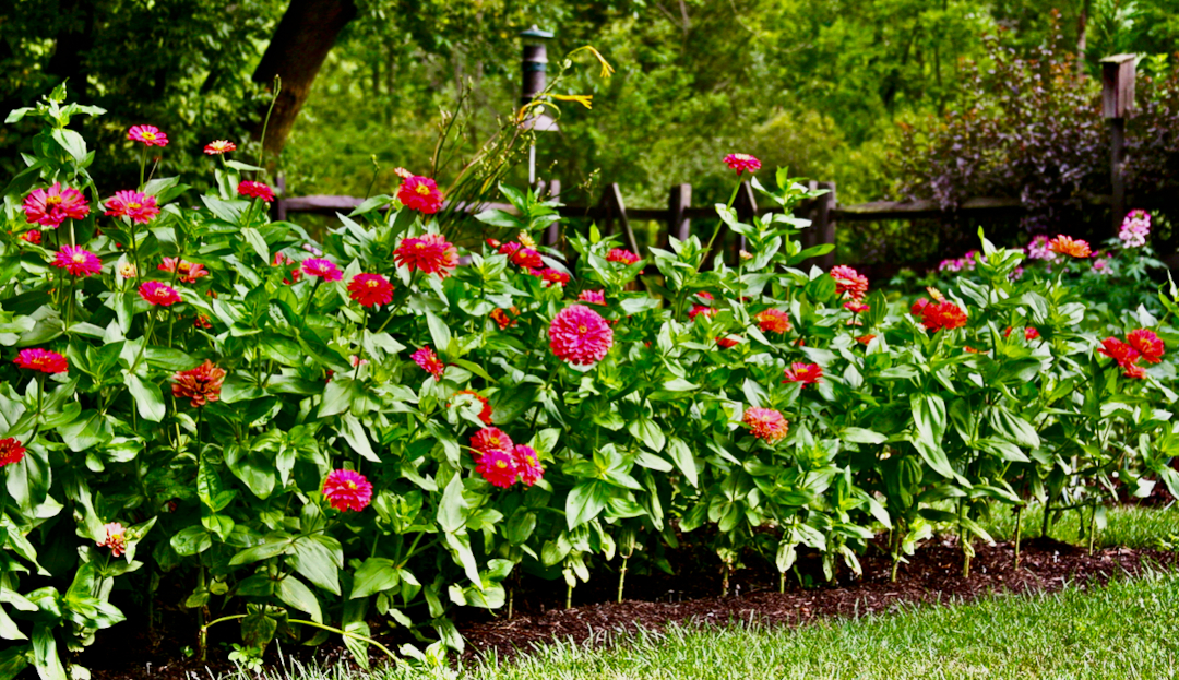 mass planting of bright pink flowers