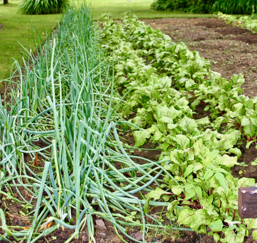 rows of onion and lettuce plants