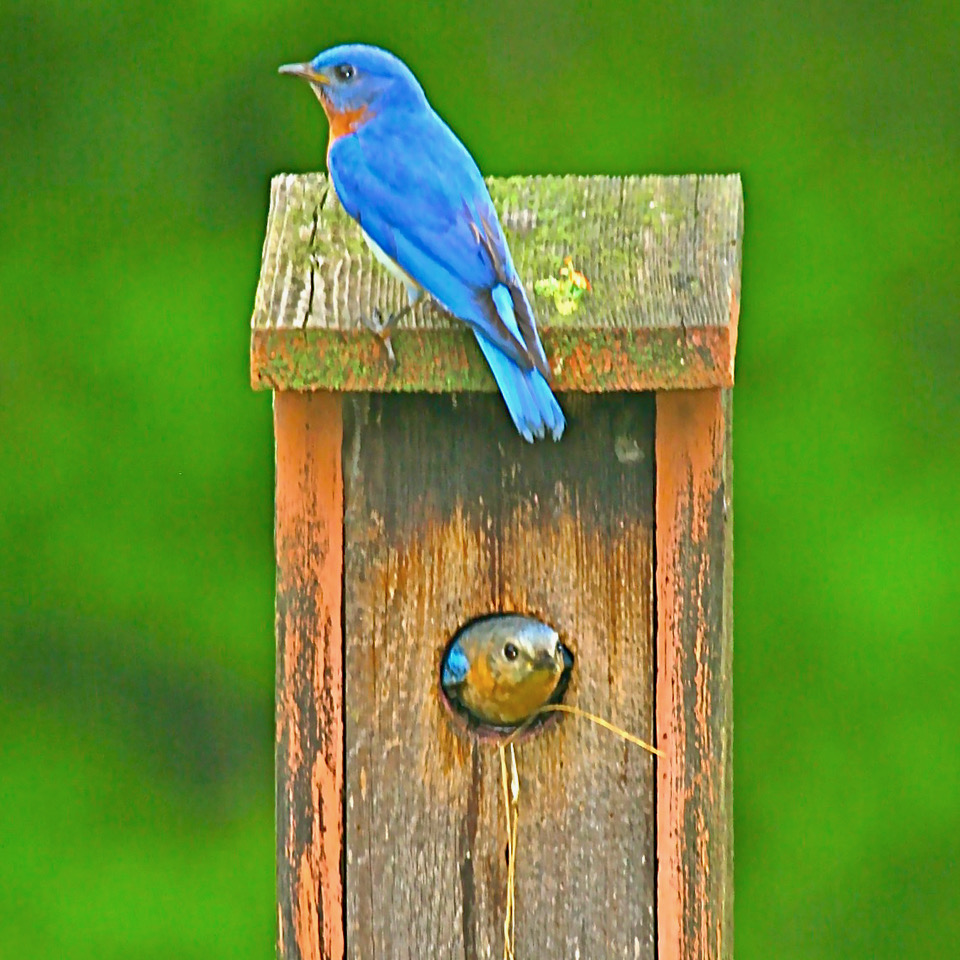 bluebirds in and on a birdhouse