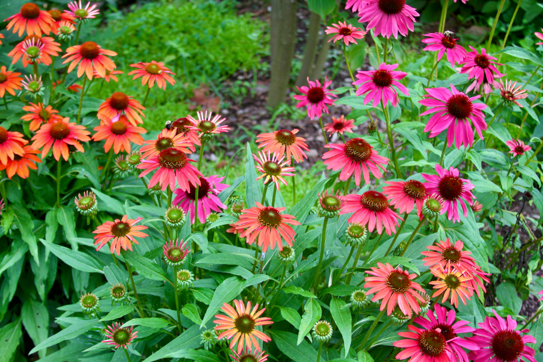 mix of orange and pink coneflowers