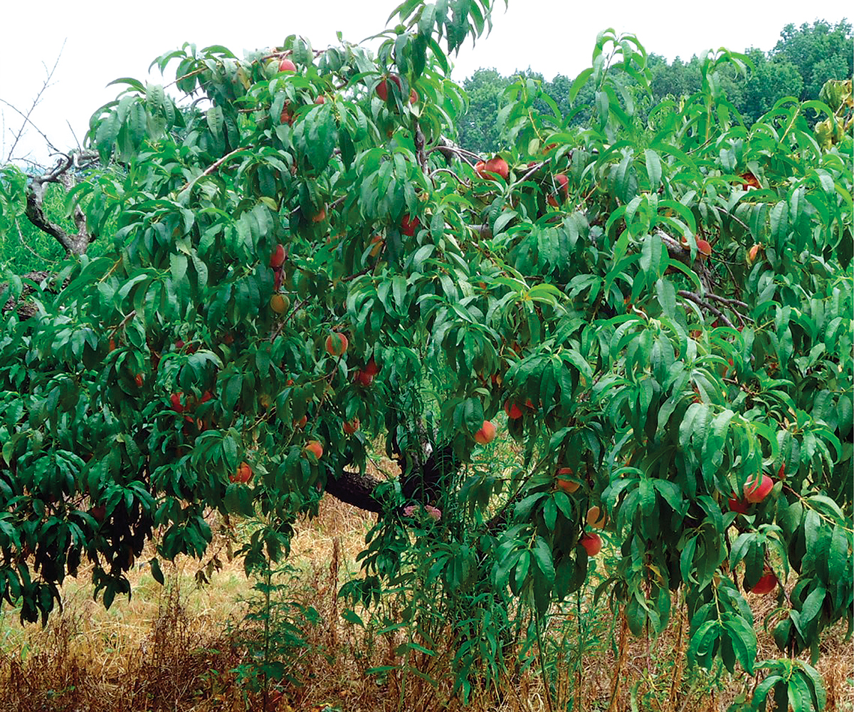 nectarine tree