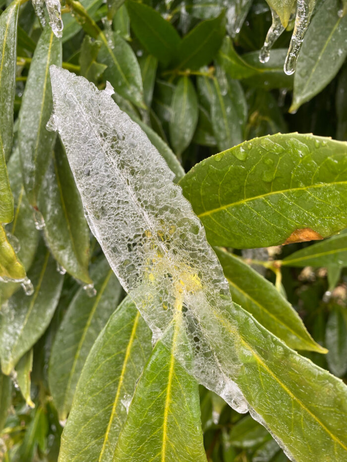 Cherry laurel leaf covered in ice