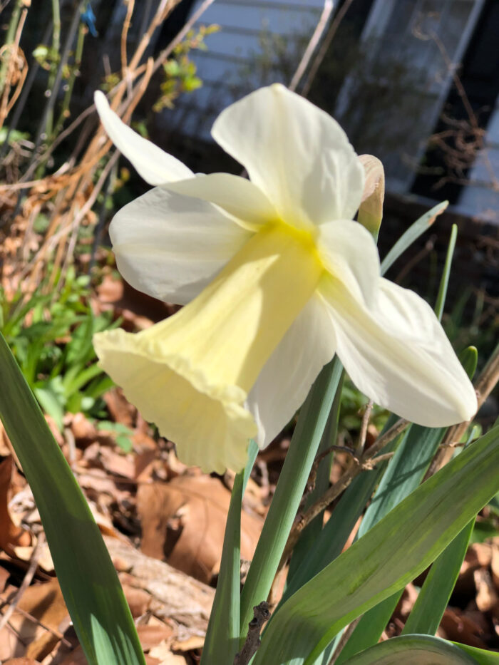 light yellow daffodil